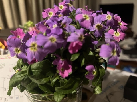 IMG_7293.jpeg