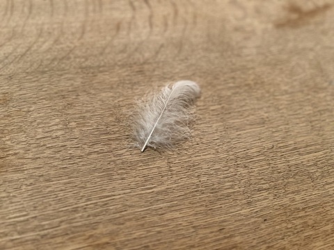 IMG_7349.jpeg